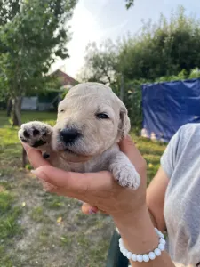 Střední pudl - Giant Miracles Poodle Kennel