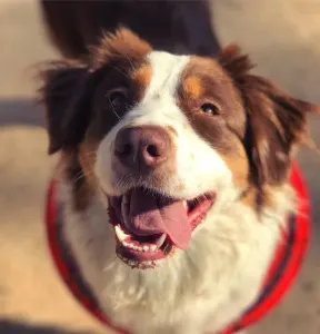 Australian Shepherd - Budnat Aussies
