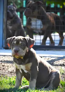 American Bully - Standard - Ghostface Fighters Aslan - Reserved!