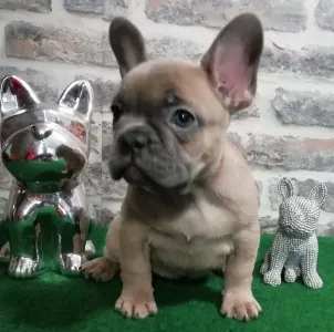 French Bulldog - Bella