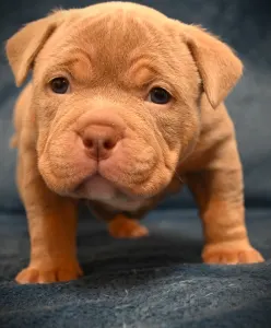 Amerikai Bully - Pocket - Chanel