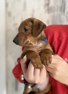 German Pincher - Asterix