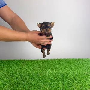 Yorkshire Terrier - Klex