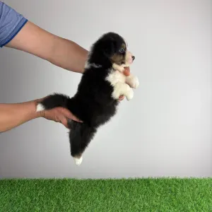 Owczarek astralijski aussie - Cagan