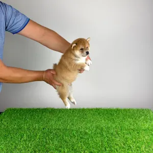 Shiba Inu - Whoops