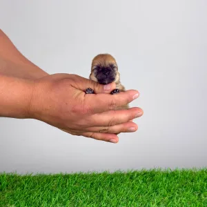 German Pomeranian Spitz - Dior