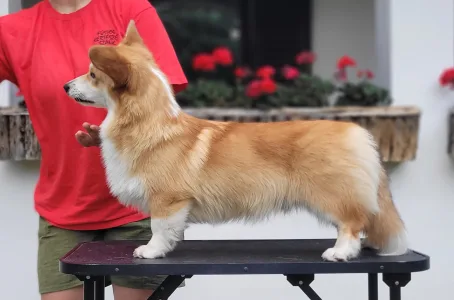 Welsh Corgi Pembroke - Apollo The Radiant From Farm Of Happy Dogs