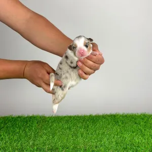 Australian Shepherd - Farello
