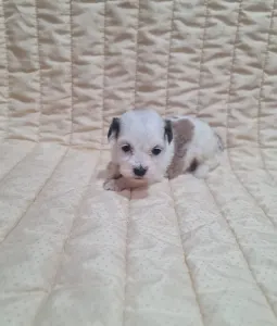 Havanese - Tara