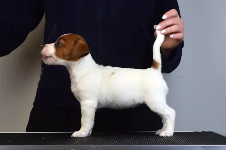 Jack Russell Terrier - Gold Leash Uno