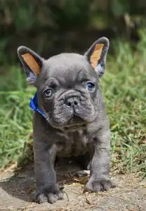 French Bulldog - Hugo