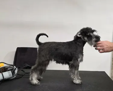 Schnauzer nano - Ragyogó Ezüst Masni Belenus
