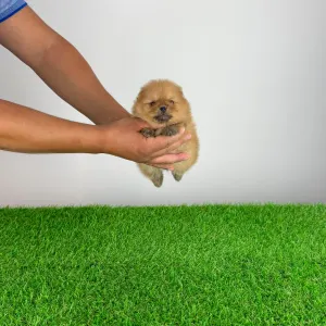 Pomeranian - Oreo