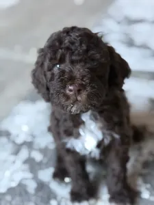 Lagotto Romagnolo - Áfonya