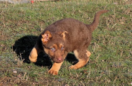 German Shepherd Dog - Rawda