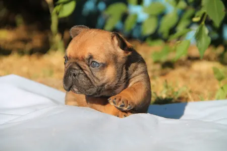 Französische Bulldogge - Edison