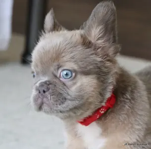 French Bulldog - Kirby Fluffy