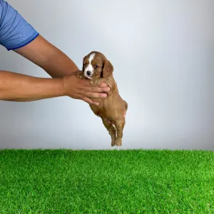 Cavalier King Charles Spaniel - Wendelin