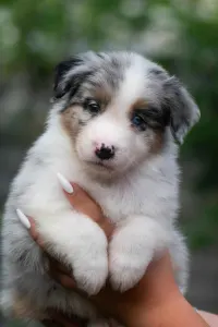 Australian Shepherd - Winstead Lunar Mumble