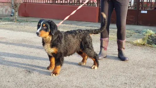 Bernese Mountain Dog - Emmy