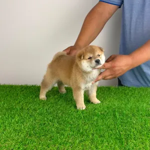 Shiba Inu - Taiyo