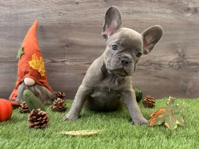 French Bulldog - Maya 