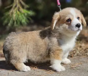 Pembroke Welsh Corgi - Nudli