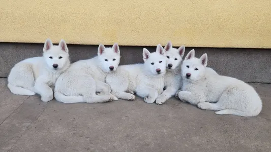 Siberian Husky - Smaragd Of Polar Moonlights