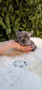Französische Bulldogge - Deni