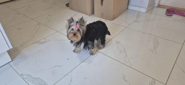 Yorkshire Terrier - Jingle Bell Of Midsummer Nights Miracle