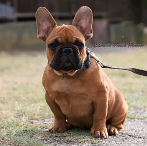 Französische Bulldogge - Stewart