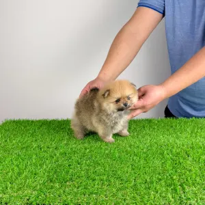 German Pomeranian Spitz - Sunkiss