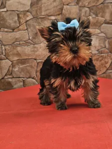 Yorkshire Terrier - Frédi