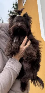 Yorkshire Terrier - Jaden