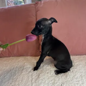 Italian Greyhound - Blanca