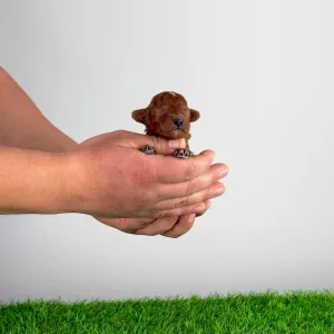 Poodle Miniature - Lico