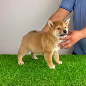 Shiba - Leni
