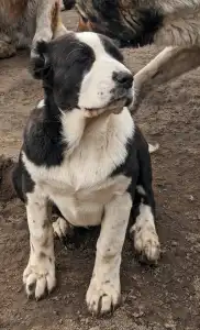 Central Asia Shepherd Dog - Dukhtar Iz Zamka Larisi