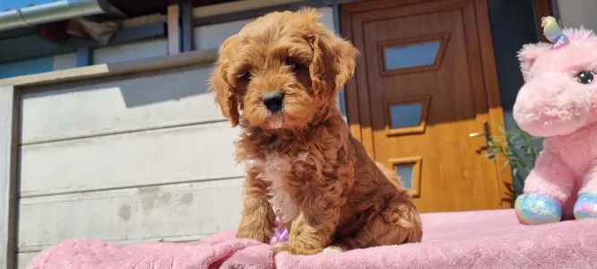 Cavapoo - Málna