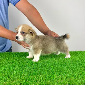 Welsh Corgi Pembroke - Spike