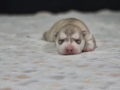 Sibiřský husky - Piros