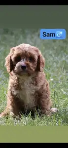 Cavapoo - Sam
