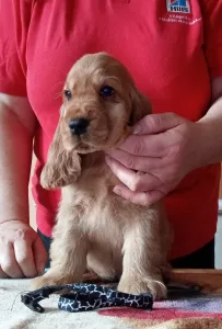 Angol Cocker spániel - Charming Witch