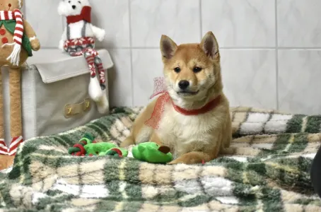 Shiba - Bravados Benji