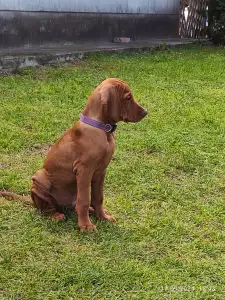 Hungarian Short-haired Vizsla - Somló Spirit Bumble Bee