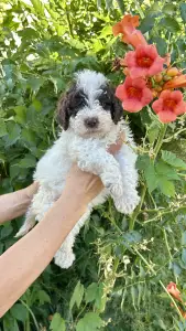 Lagotto Romagnolo - Pearl Hart