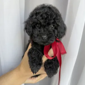 Той-пудель - Redginia Royal Legend Of The Kanis