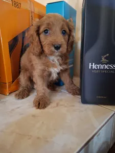 Cavapoo - Cavapoo M