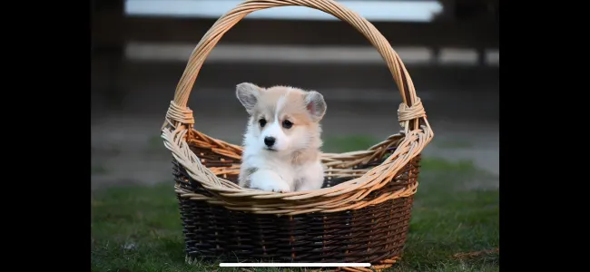 Welsh Corgi Pembroke - Banana Lady 