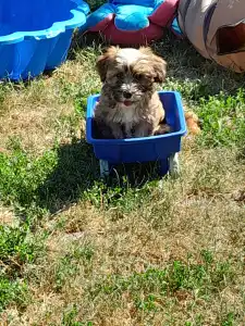Tibeti terrier - Kardamom